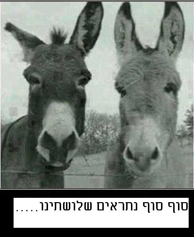 burros.JPG